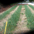 The Most Profitable Crops for Small Farms: Expert Insights