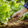 The Many Types of Organic Farming: A Comprehensive Guide to Sustainable Practices and Farming Styles