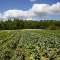 The Diverse Income Streams of Farmers: Beyond Food Production