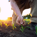 The Profitability of Organic Farming: A Comprehensive Guide