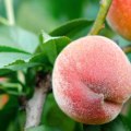 Craving Peaches? When Are Peaches in Season Explained for Maximum Flavor and Freshness