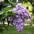 When Do Lilacs Bloom? Secrets to Longer, Brighter Blossoms