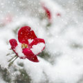 Grow Bold Blooms: What Flowers Bloom in Winter Today
