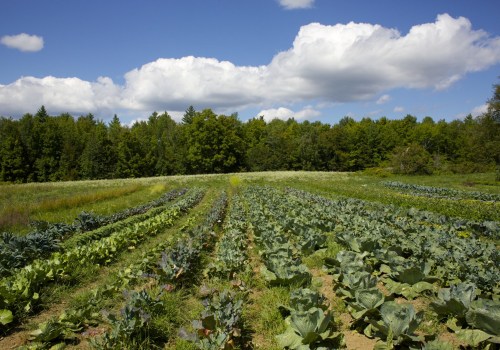 The Diverse Income Streams of Farmers: Beyond Food Production