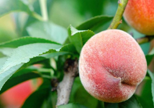 Craving Peaches? When Are Peaches in Season Explained for Maximum Flavor and Freshness