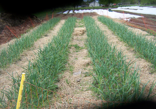The Top High-Income Crops for Small Farms