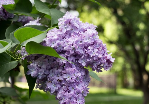 When Do Lilacs Bloom? Secrets to Longer, Brighter Blossoms