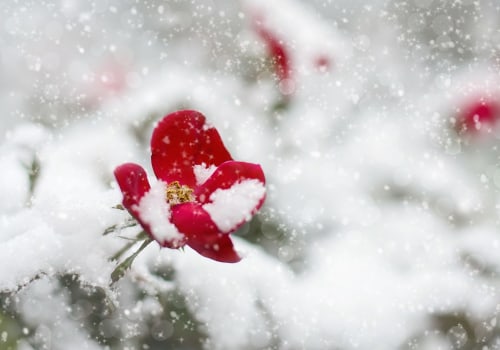 Grow Bold Blooms: What Flowers Bloom in Winter Today